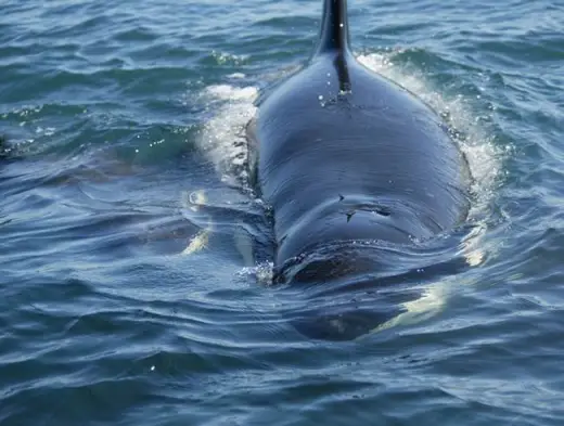 Amazing Orca Whales