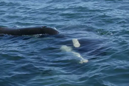 Amazing Orca Whales