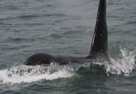 Amazing Orca Whales