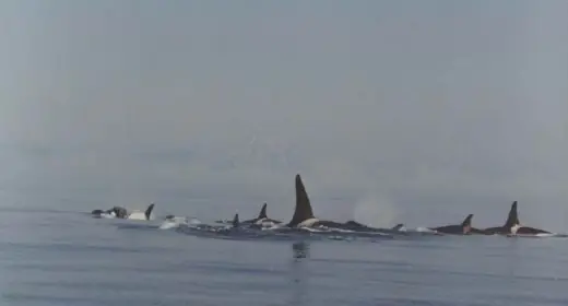 Amazing Orca Whales