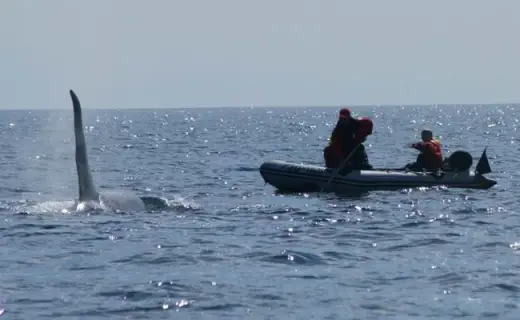 Amazing Orca Whales