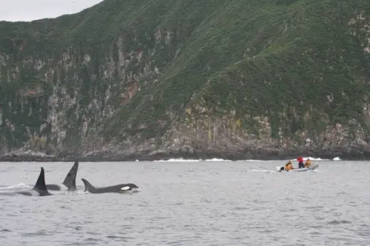 Amazing Orca Whales