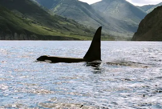 Amazing Orca Whales