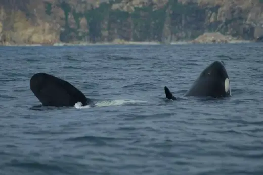 Amazing Orca Whales