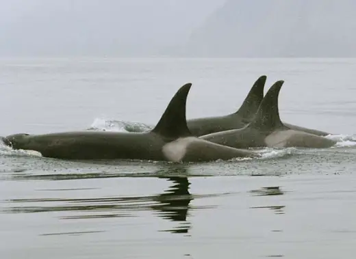 Amazing Orca Whales