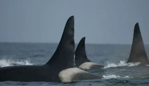 Amazing Orca Whales