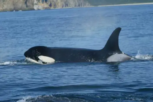 Amazing Orca Whales