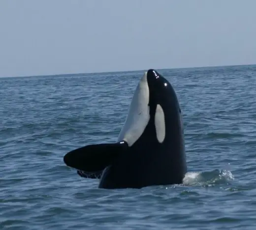 Amazing Orca Whales