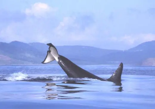 Amazing Orca Whales