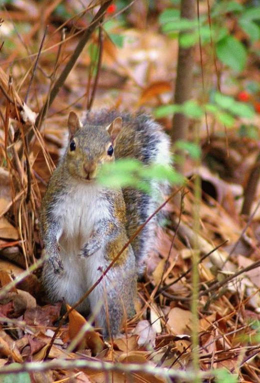 Squirrels Ahoy