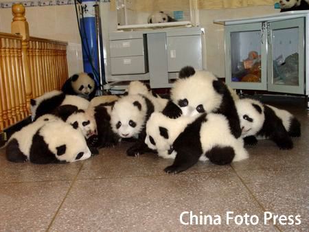 Panda Nursery