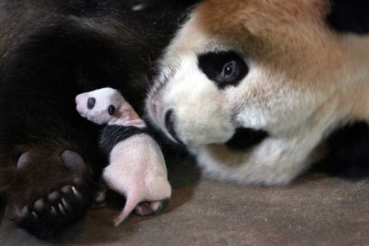 New Baby Pandas