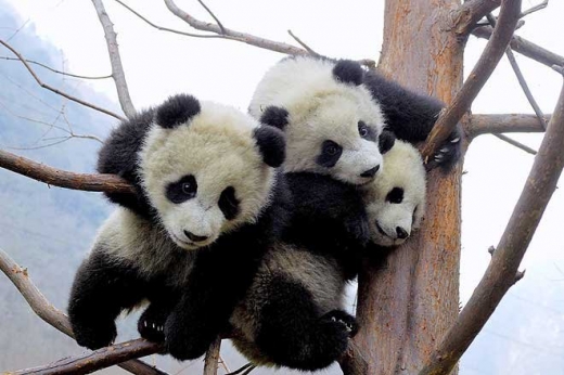 New Baby Pandas