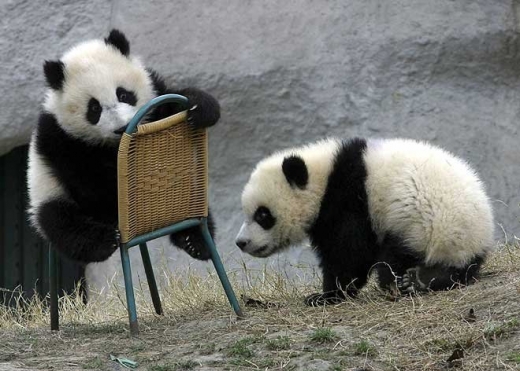 New Baby Pandas