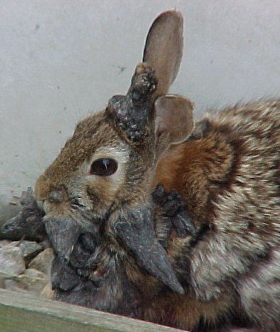 Papilloma Rabbit