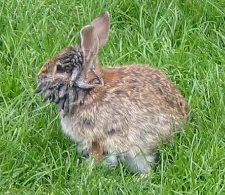 Papilloma Rabbit