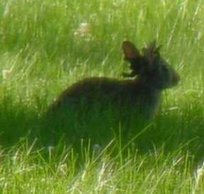 Papilloma Rabbit