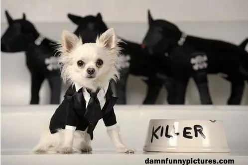 Killer The Dog