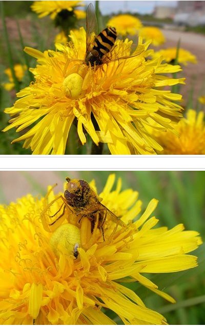 Camouflage Spiders