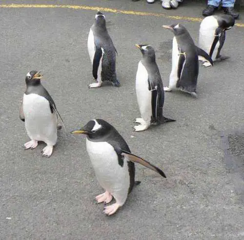 Cute Penguins