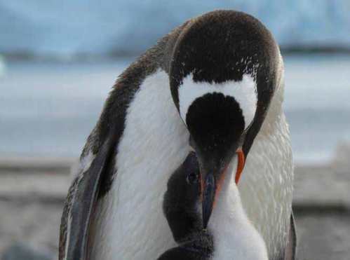 Cute Penguins