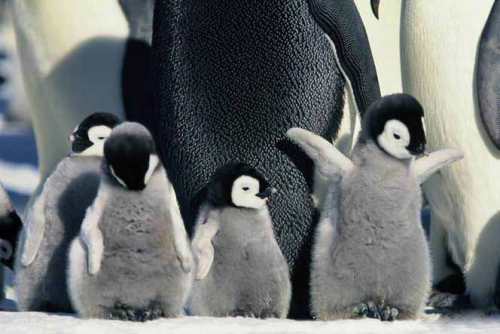 Cute Penguins