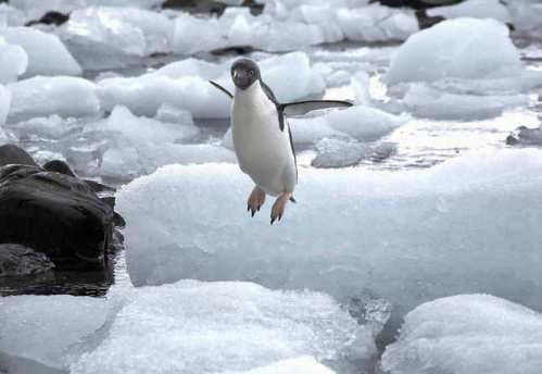 Cute Penguins