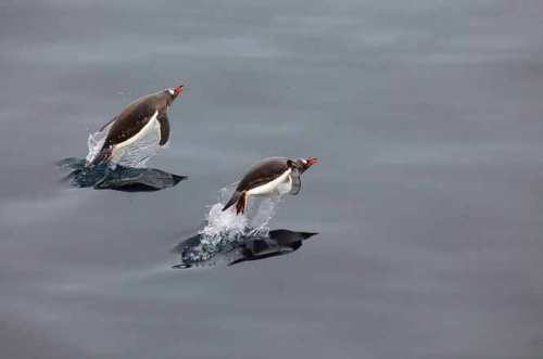 Cute Penguins