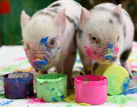 Pigs And Paint