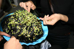 Plant Growing On His Head