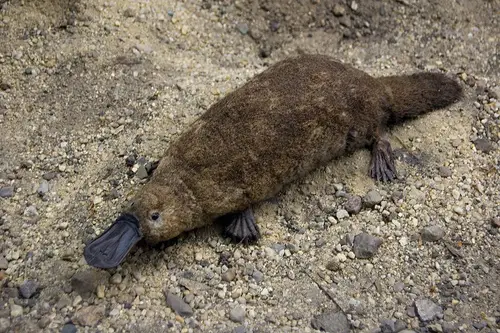 Platypus