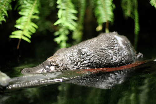 Platypus