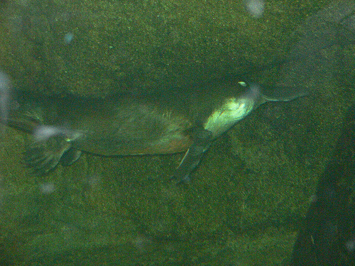 Platypus