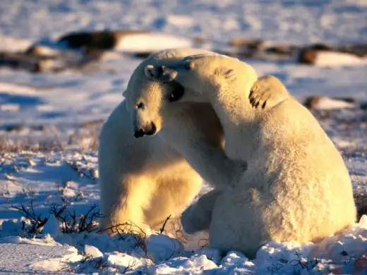 Polar Bears