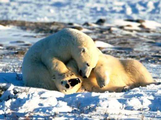 Polar Bears