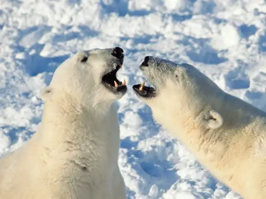 Polar Bears