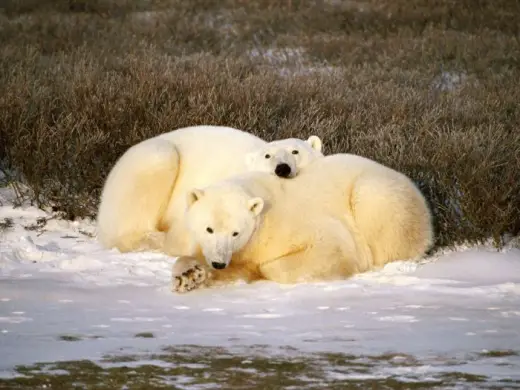 Polar Bears