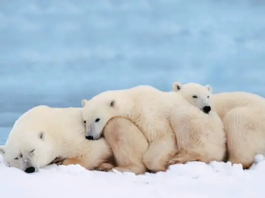 Polar Bears