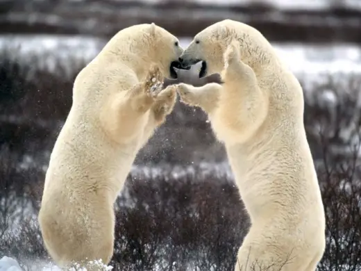 Polar Bears