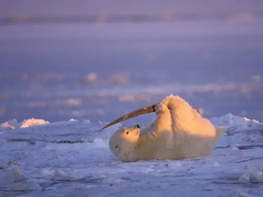 Polar Bears