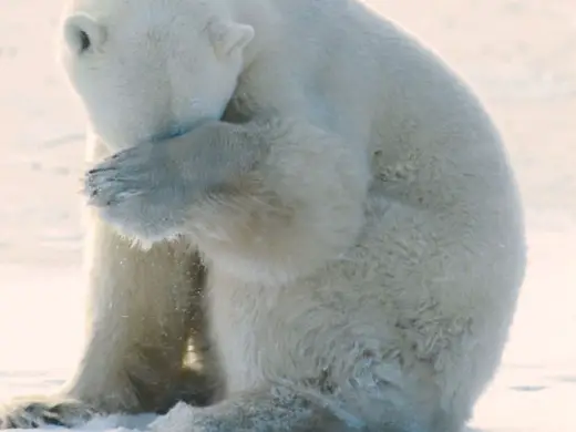 Polar Bears