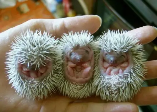 Porcupine Babies