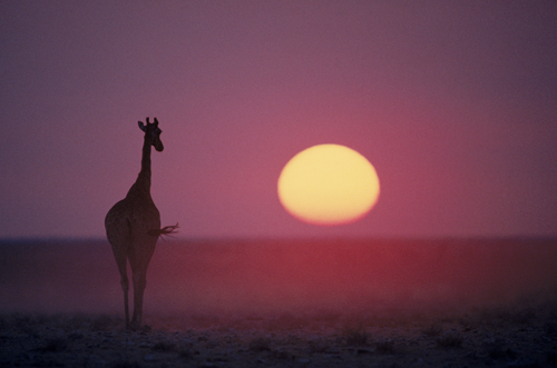 More African Wildlife