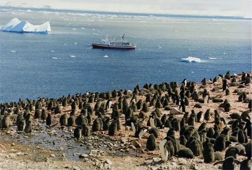 Penguins Galore