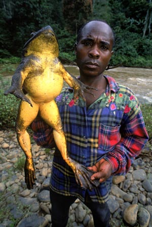 Huge African Frog