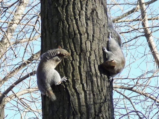 Squirrels Ahoy