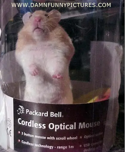 Cordless Optical Mouse