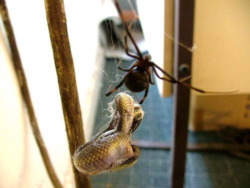 Black Widow Versus Snake