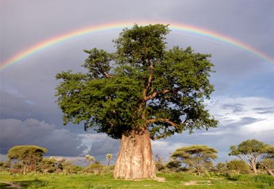 Very Cool Rainbow Pictures