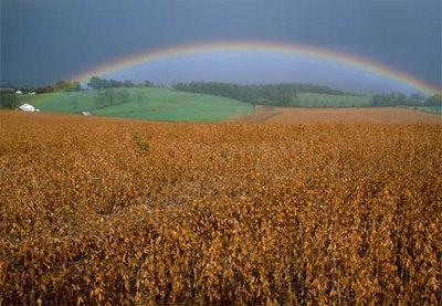 Very Cool Rainbow Pictures